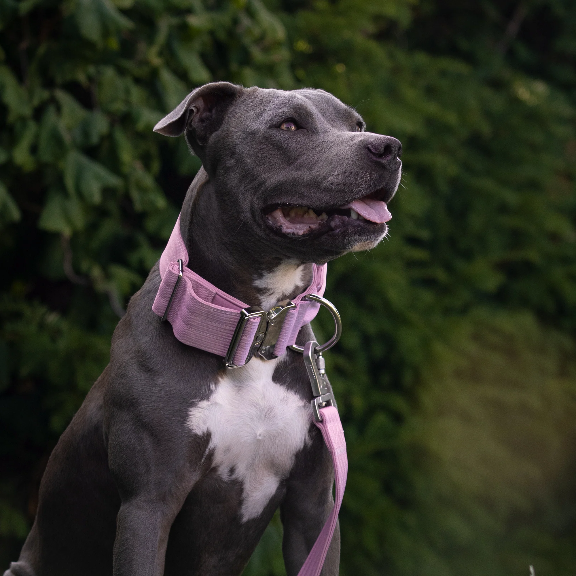 Comfort Control Collar and Multipurpose Leash Set - Pink - Image 7