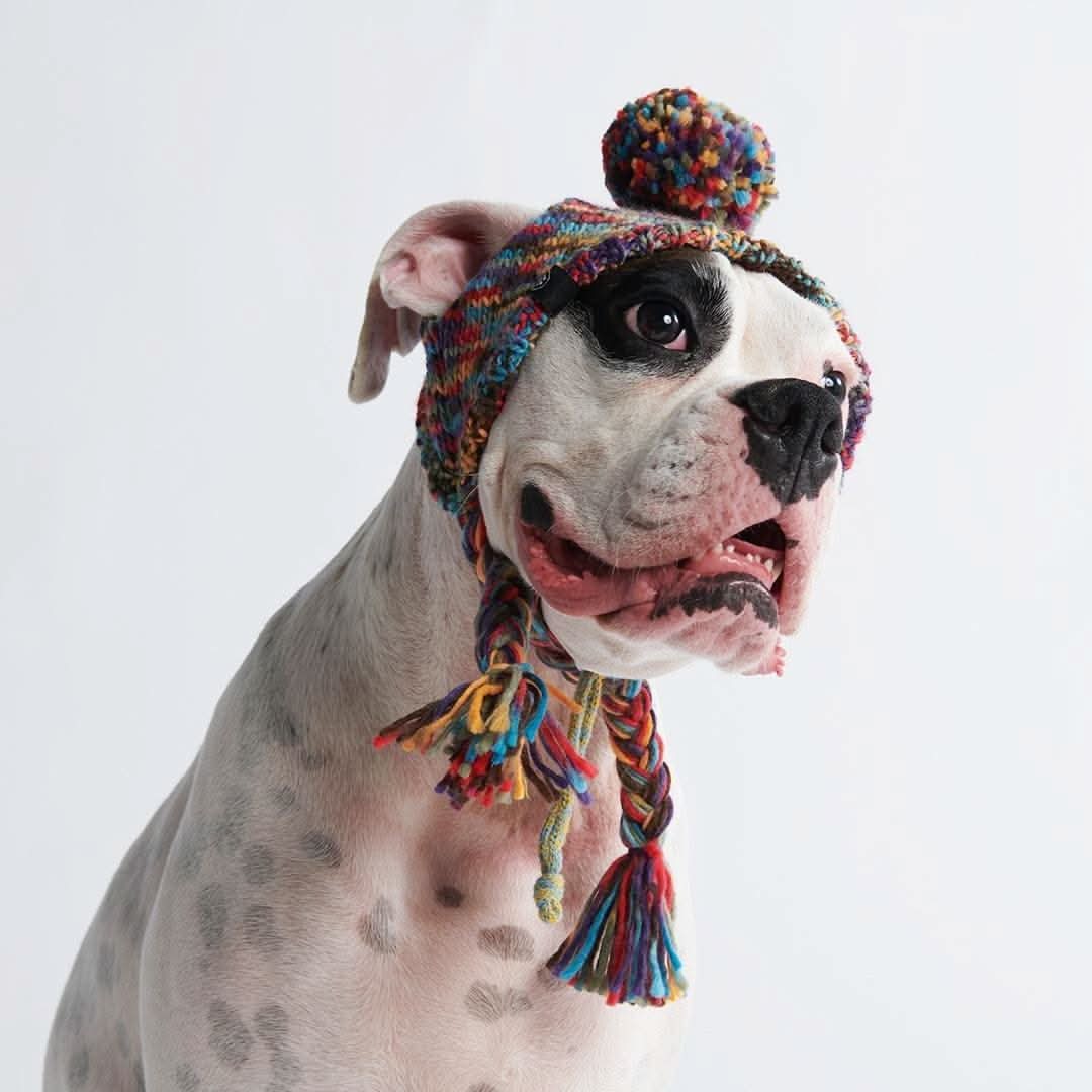Knit Pom Pom Dog Beanie Hats - Image 2