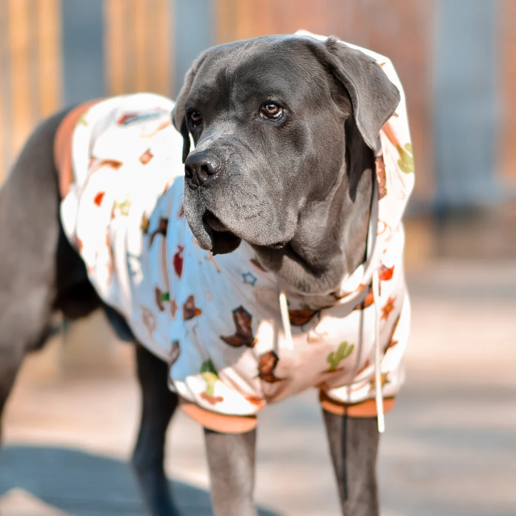 Rodeo Dog Hoodie - Image 12